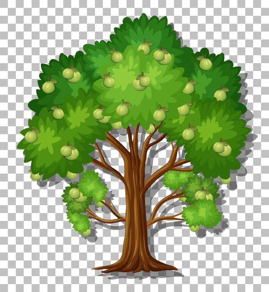 árbol de guayaba aislado vector