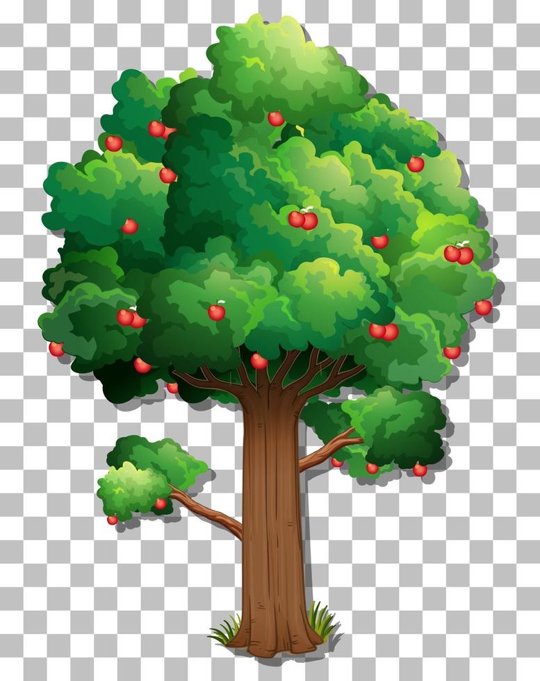 Apple tree isolated vector