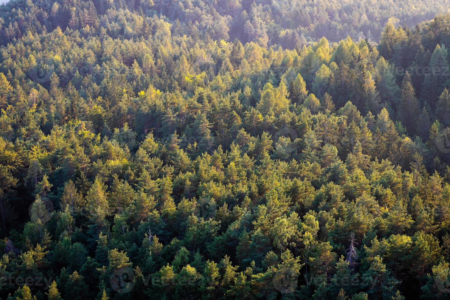 hermosa foto panorámica sobre las copas del bosque de pinos