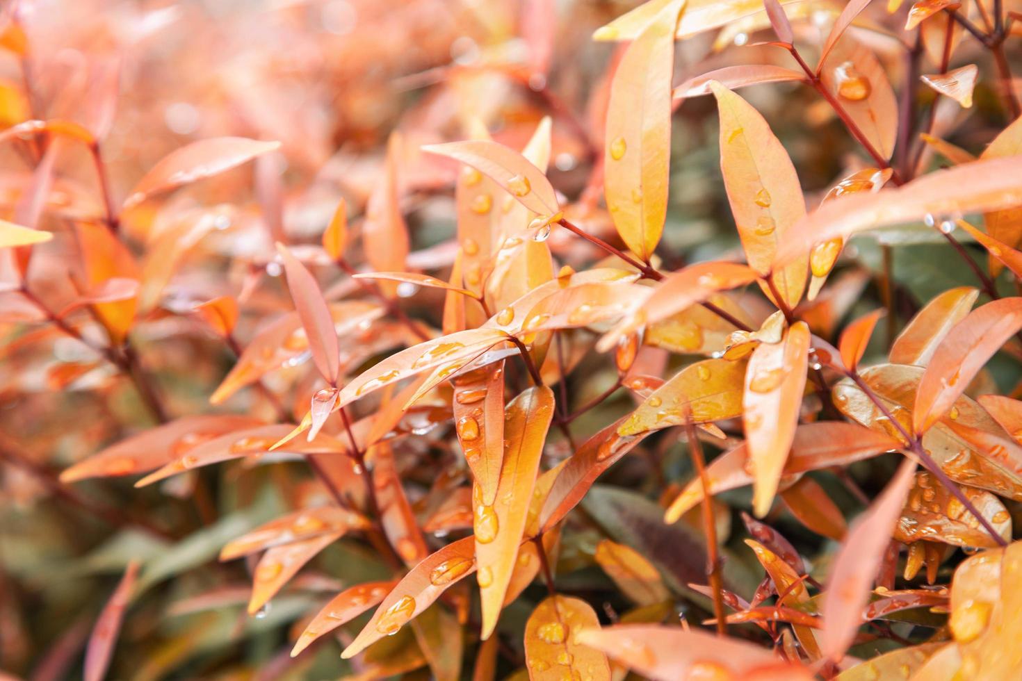 Fondo de textura de hojas amarillas con gotas de agua de lluvia hojas de otoño foto