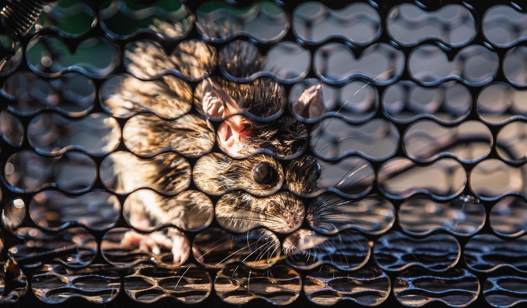 A rat trapped in a cage that is a mousetrap. photo