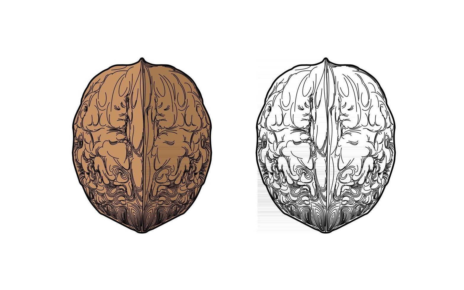 Walnut vector illustration on white background