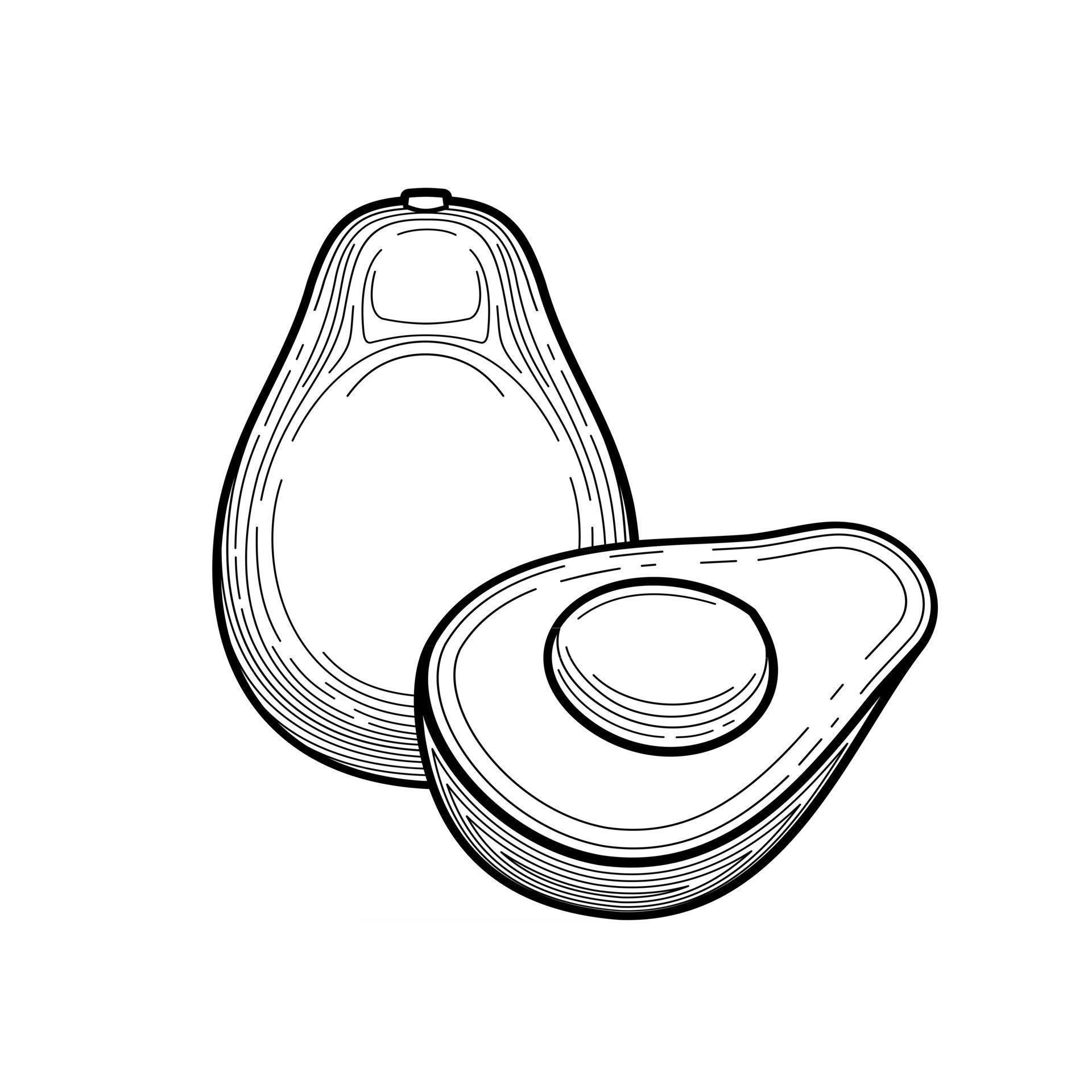 Avocado on white background 2898582 Vector Art at Vecteezy