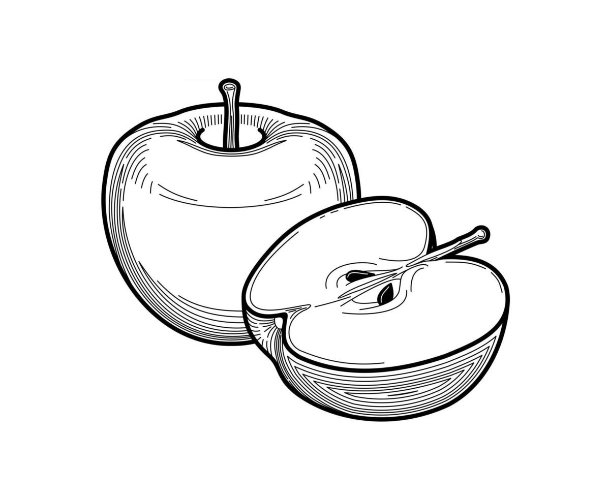 apple vector illustration from thin lines