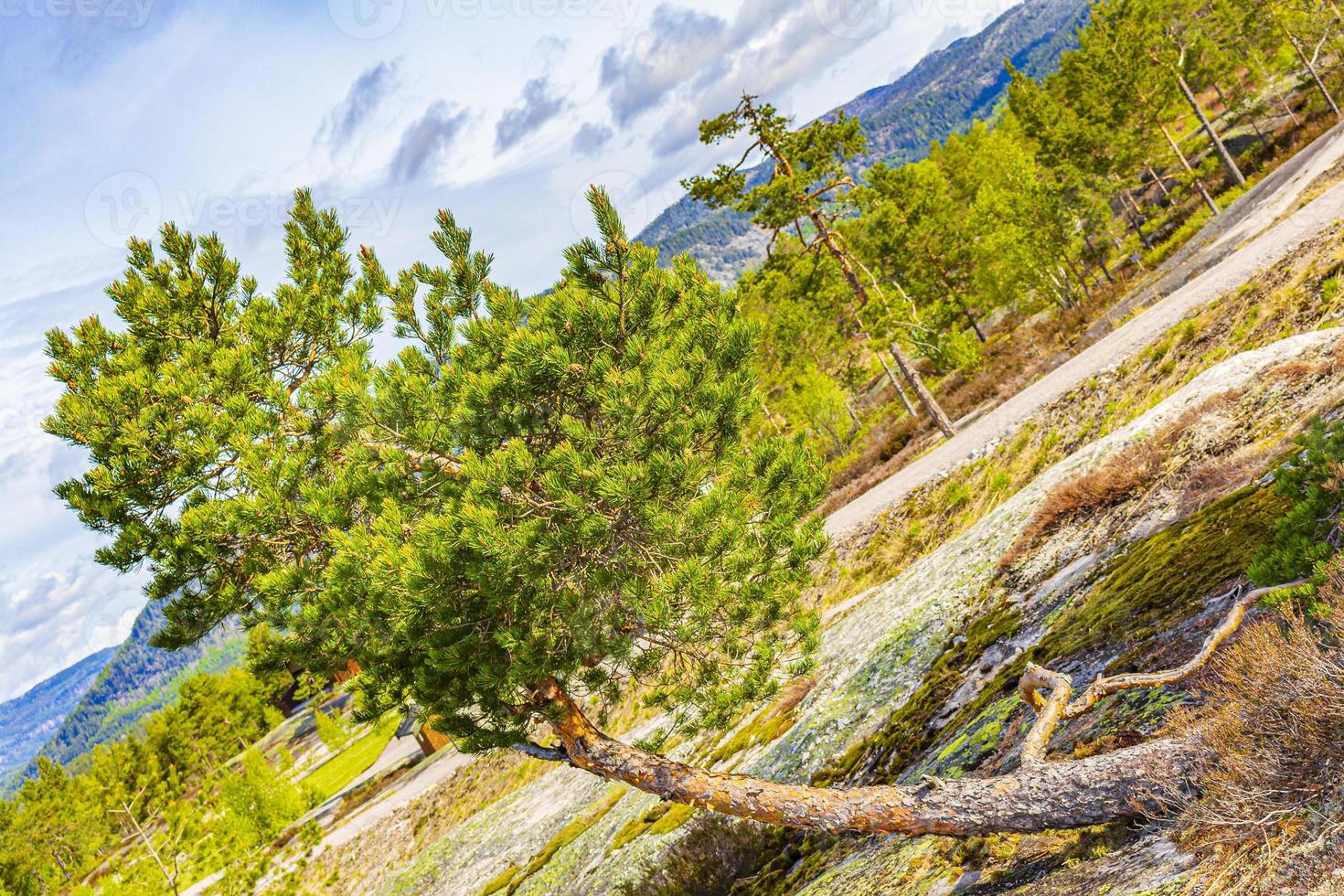 Panorama with fir trees and mountains nature landscape Nissedal Norway. photo