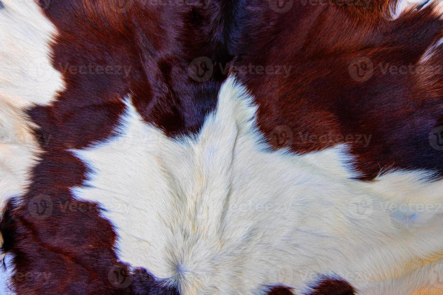 brown Cow skin coat with fur black white and brown spots photo