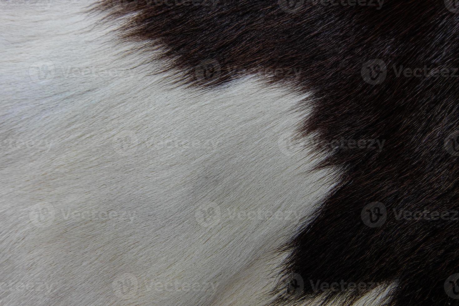 brown Cow skin coat with fur black white and brown spots photo