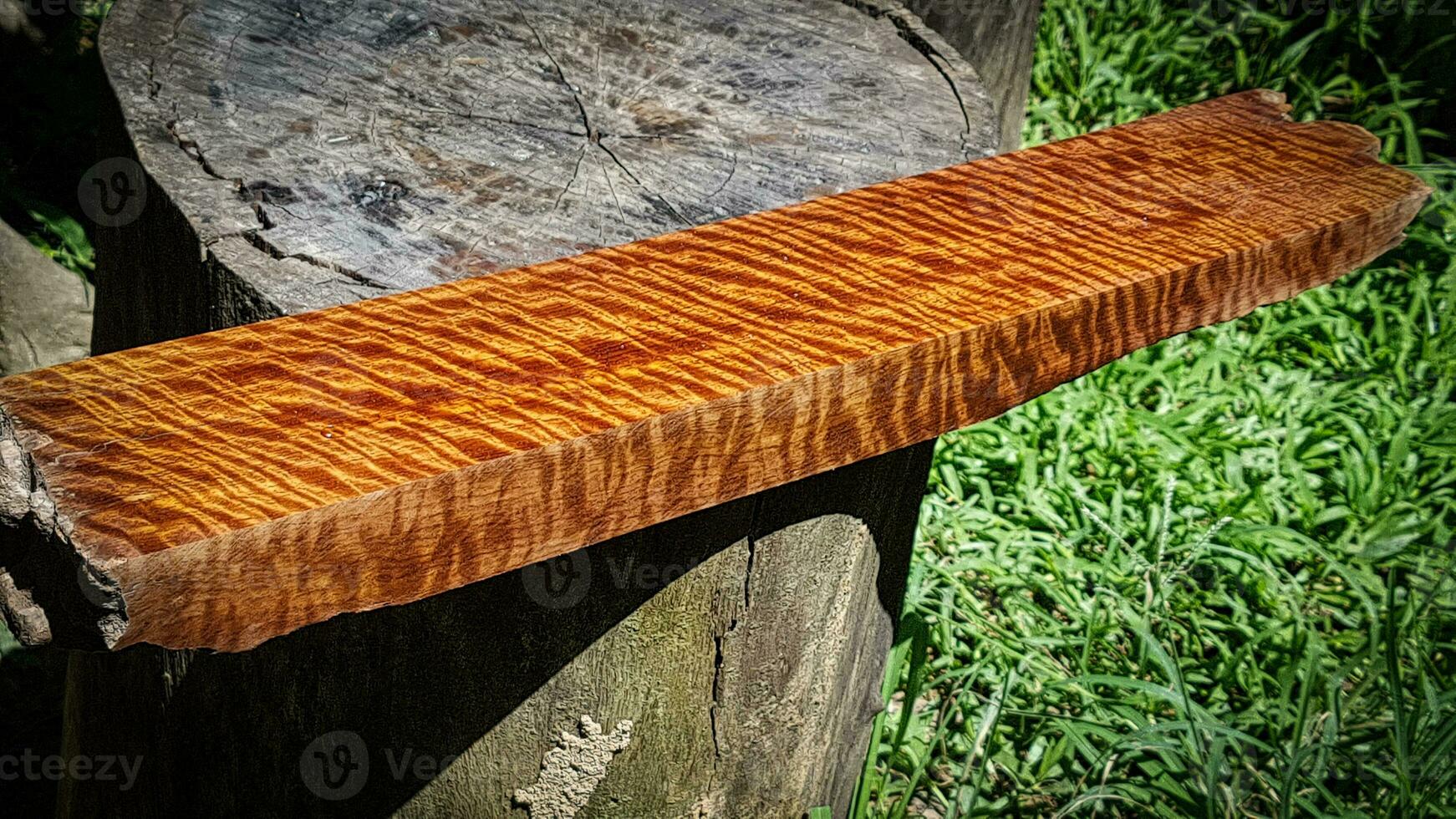 Nature Burma padauk wood has tiger stripe or curly stripe grain photo