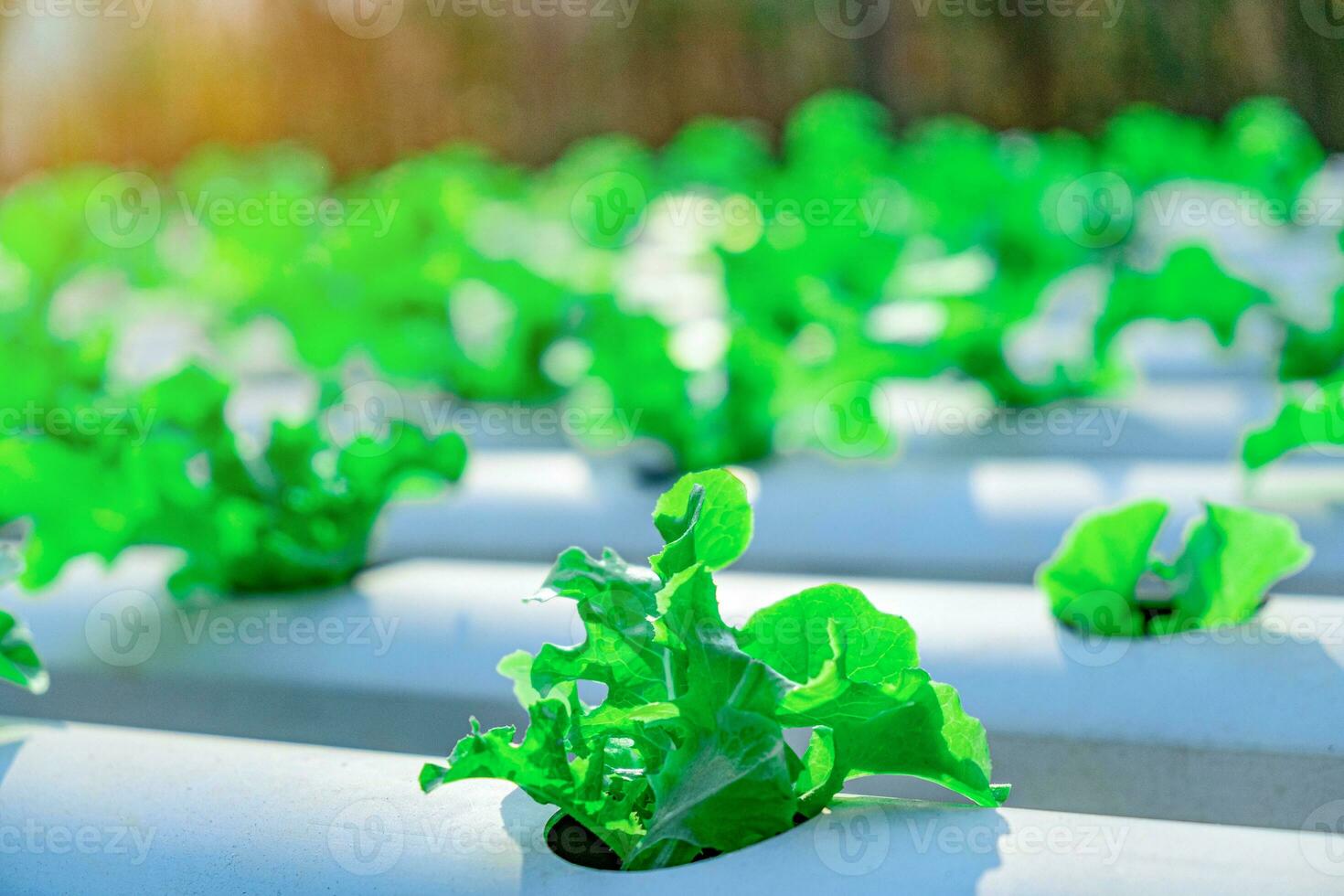 Vegetable green oak growing in hydroponic system flow water and fertilizer automation on planting plot photo