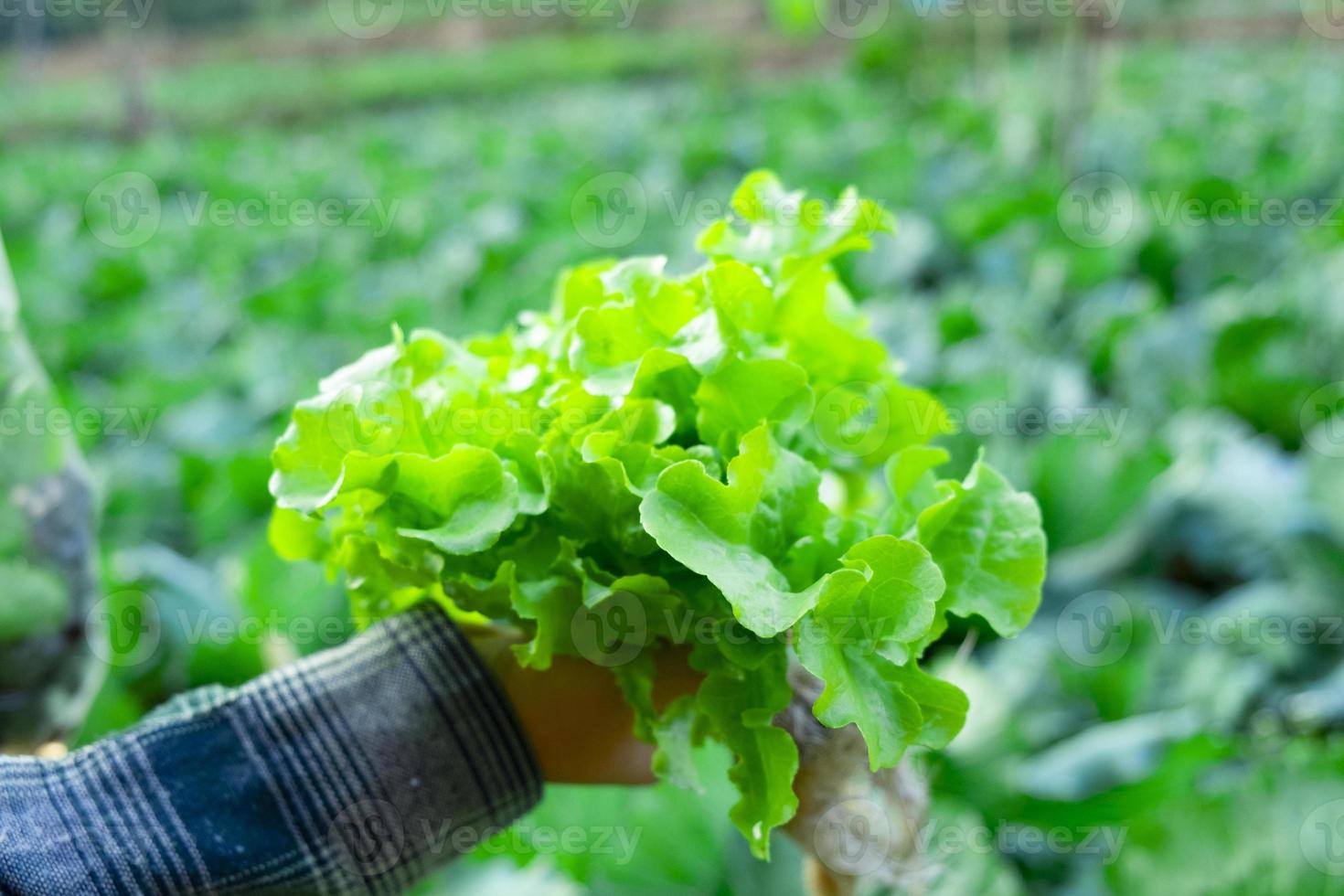 farmer is holding vegetable green red oak photo