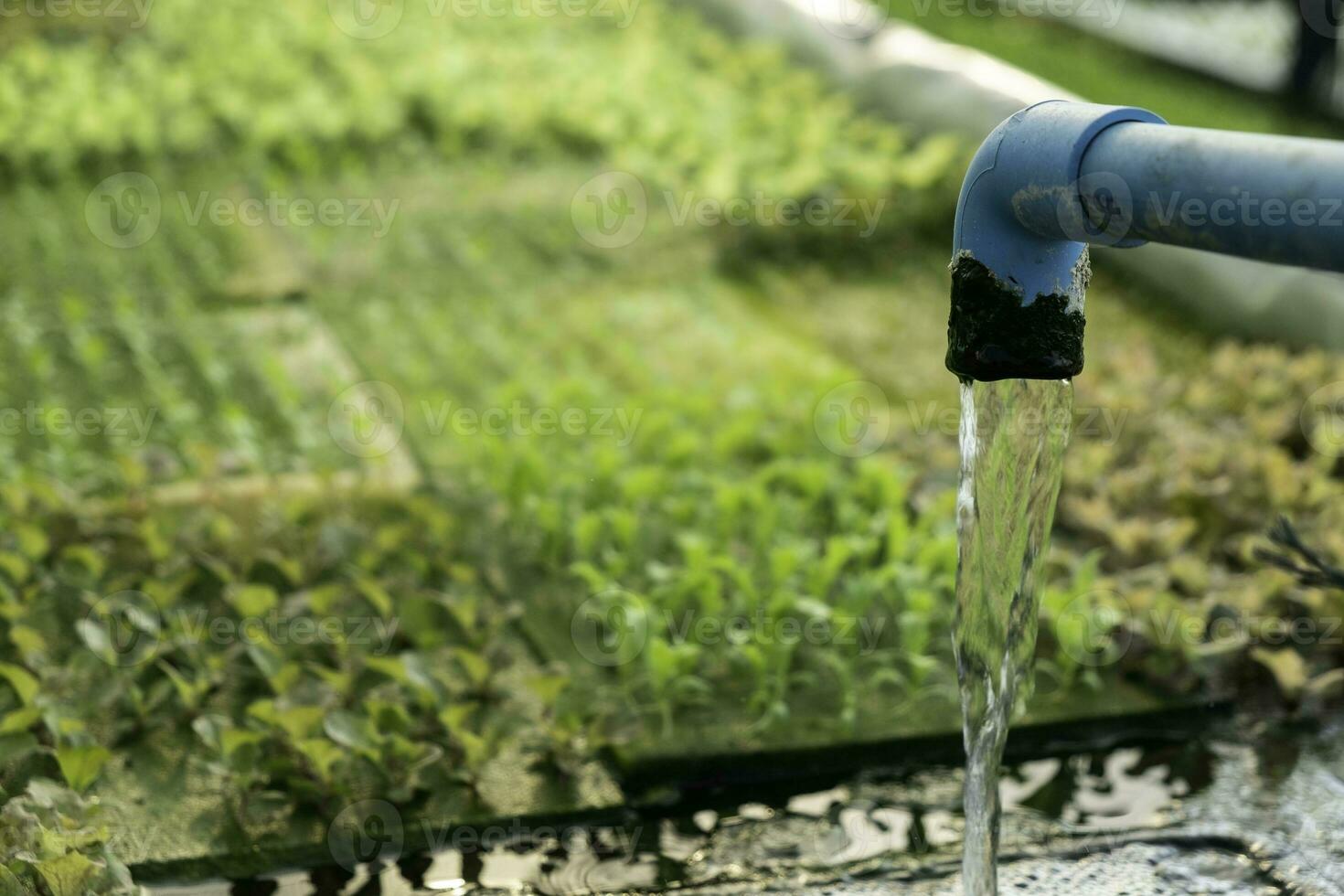 sistema hidropónico de flujo de agua y automatización de fertilizantes para huerta de roble verde foto