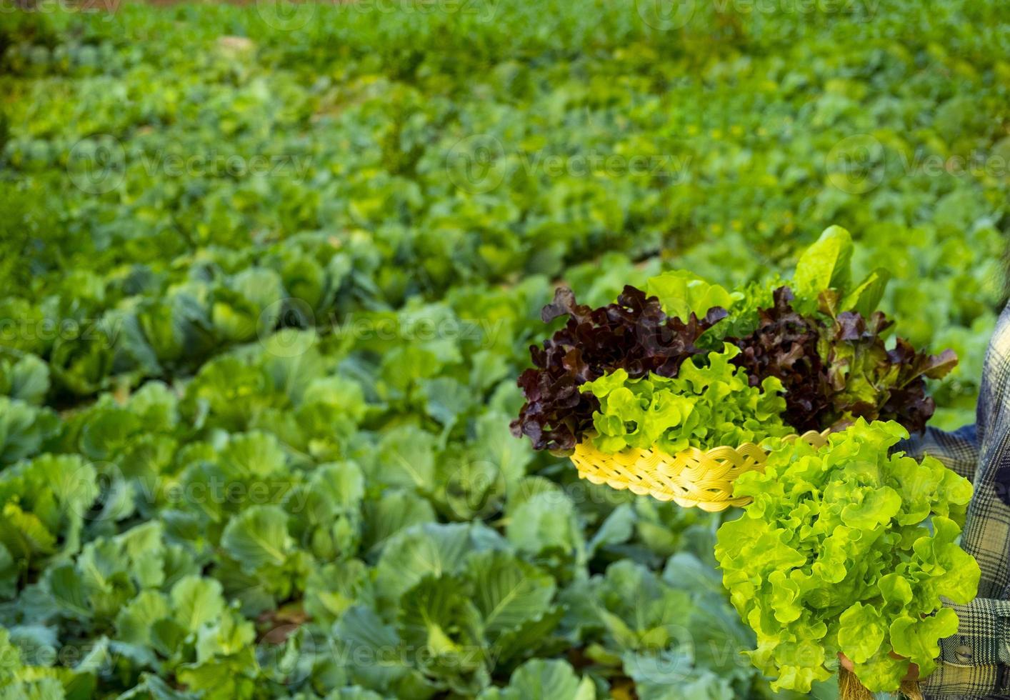 farmer is holding vegetable green red oak photo