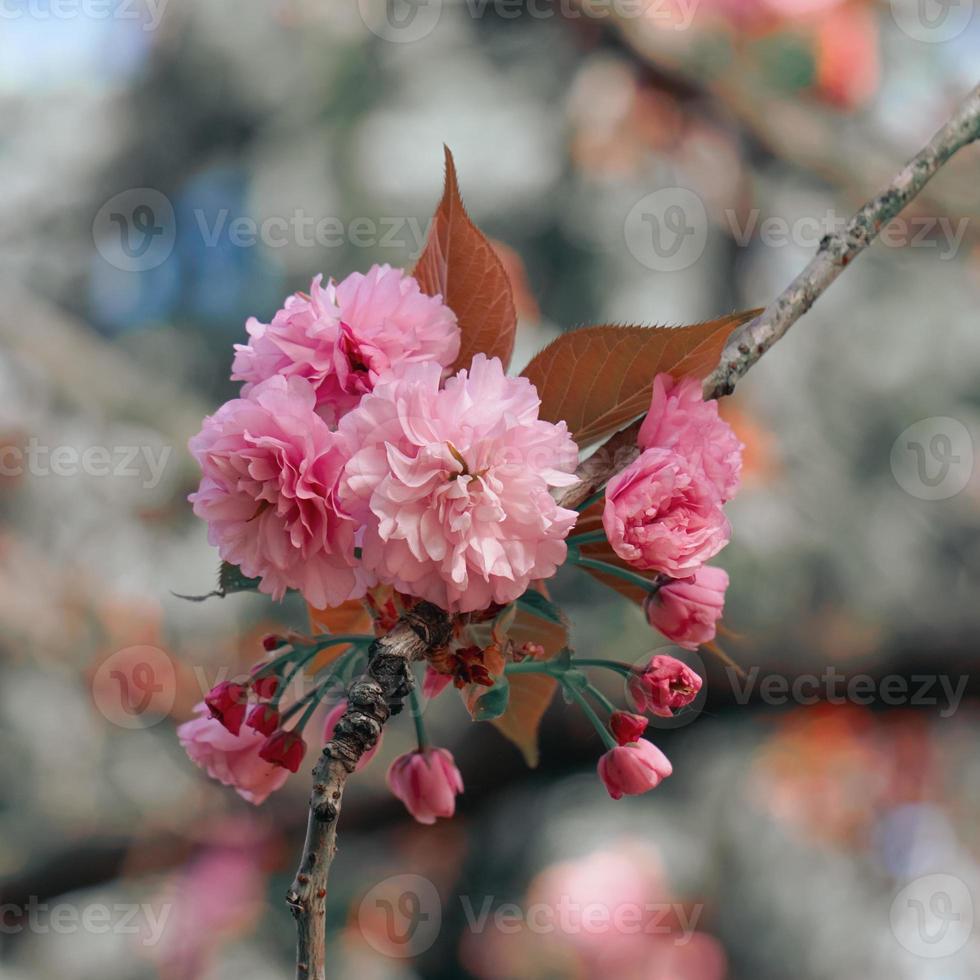 hermosas flores de color rosa en primavera foto