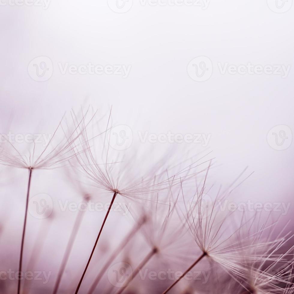 romantic dandelion flower in springtime, macro dandelion seed photo