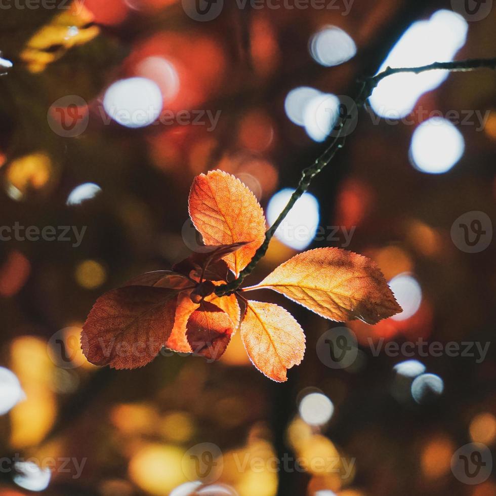 hojas de los árboles rojos en la naturaleza en la temporada de otoño, fondo rojo foto