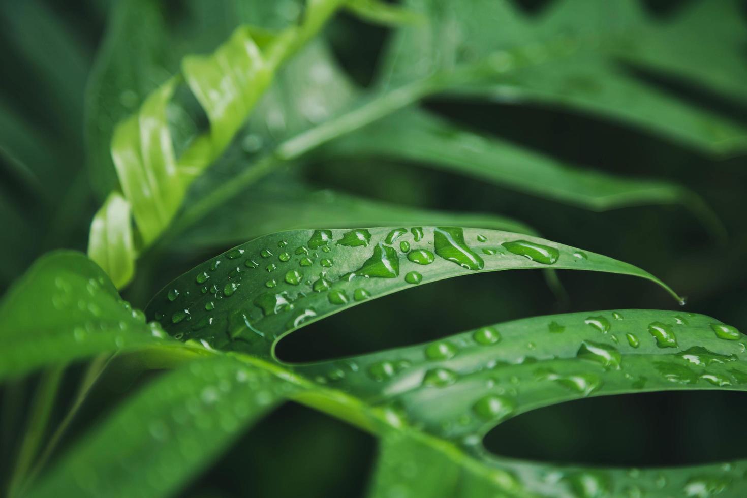 Fondo de textura de hojas verdes con gotas de agua de lluvia foto