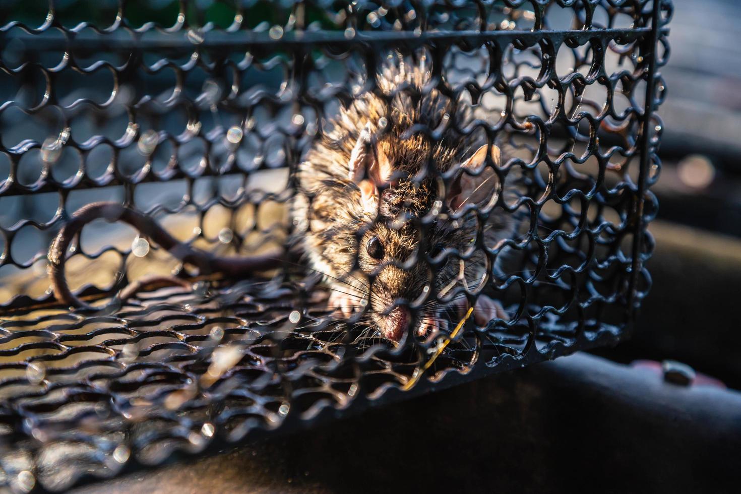 una rata atrapada en una jaula que es una ratonera. foto