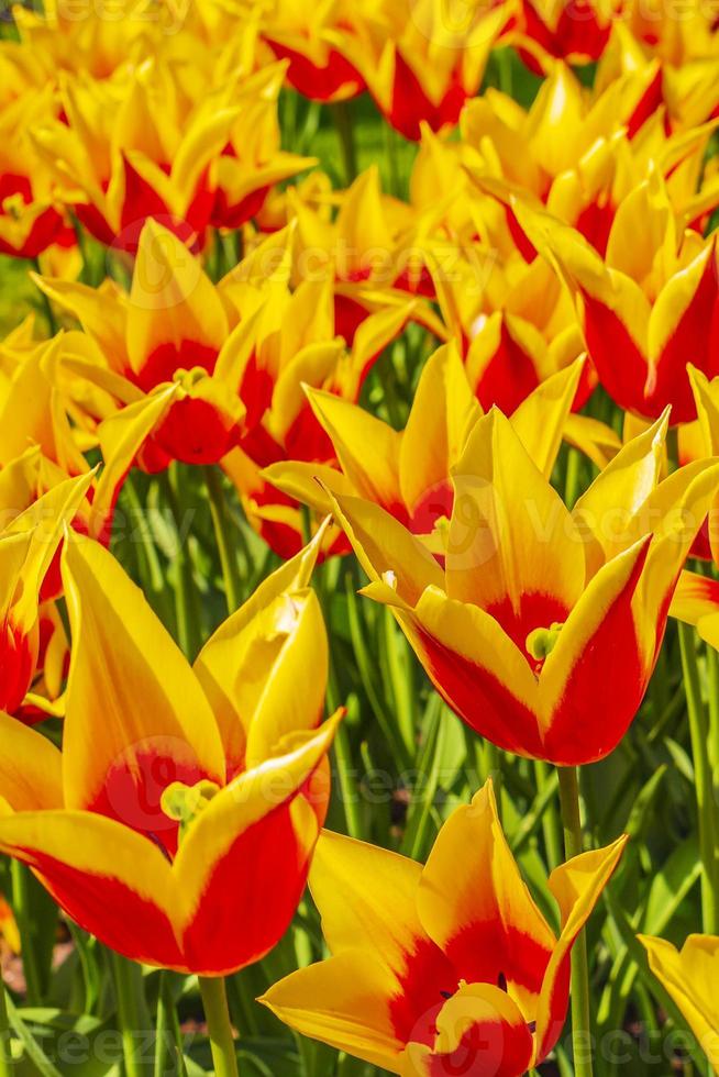 Many colorful tulips daffodils in Keukenhof park Lisse Holland Netherlands. photo
