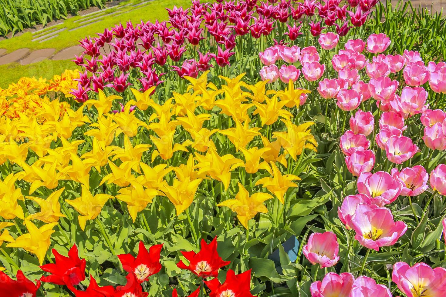 muchos coloridos tulipanes narcisos en el parque keukenhof lisse holanda países bajos. foto