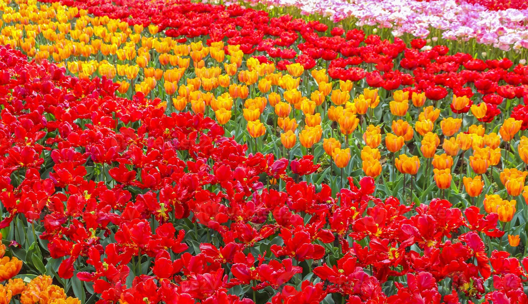 Many colorful tulips daffodils in Keukenhof park Lisse Holland Netherlands. photo