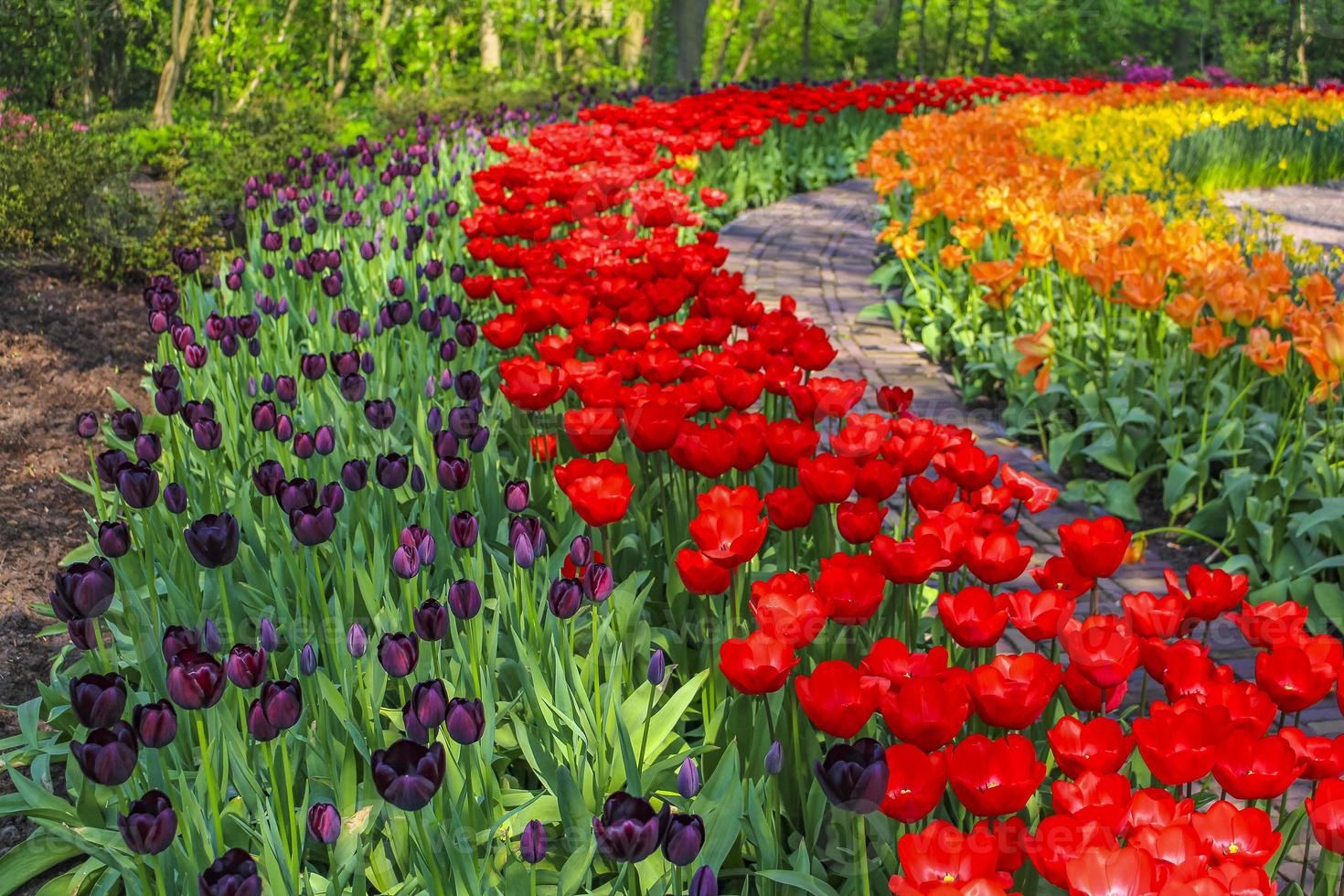 muchos coloridos tulipanes narcisos en el parque keukenhof lisse holanda países bajos. foto