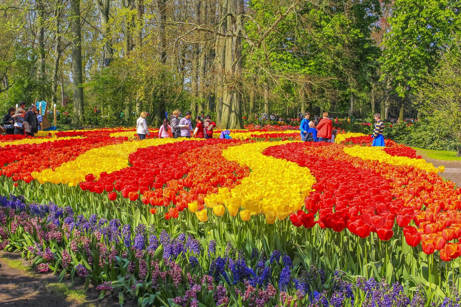 muchos coloridos tulipanes narcisos en el parque keukenhof lisse holanda países bajos. foto