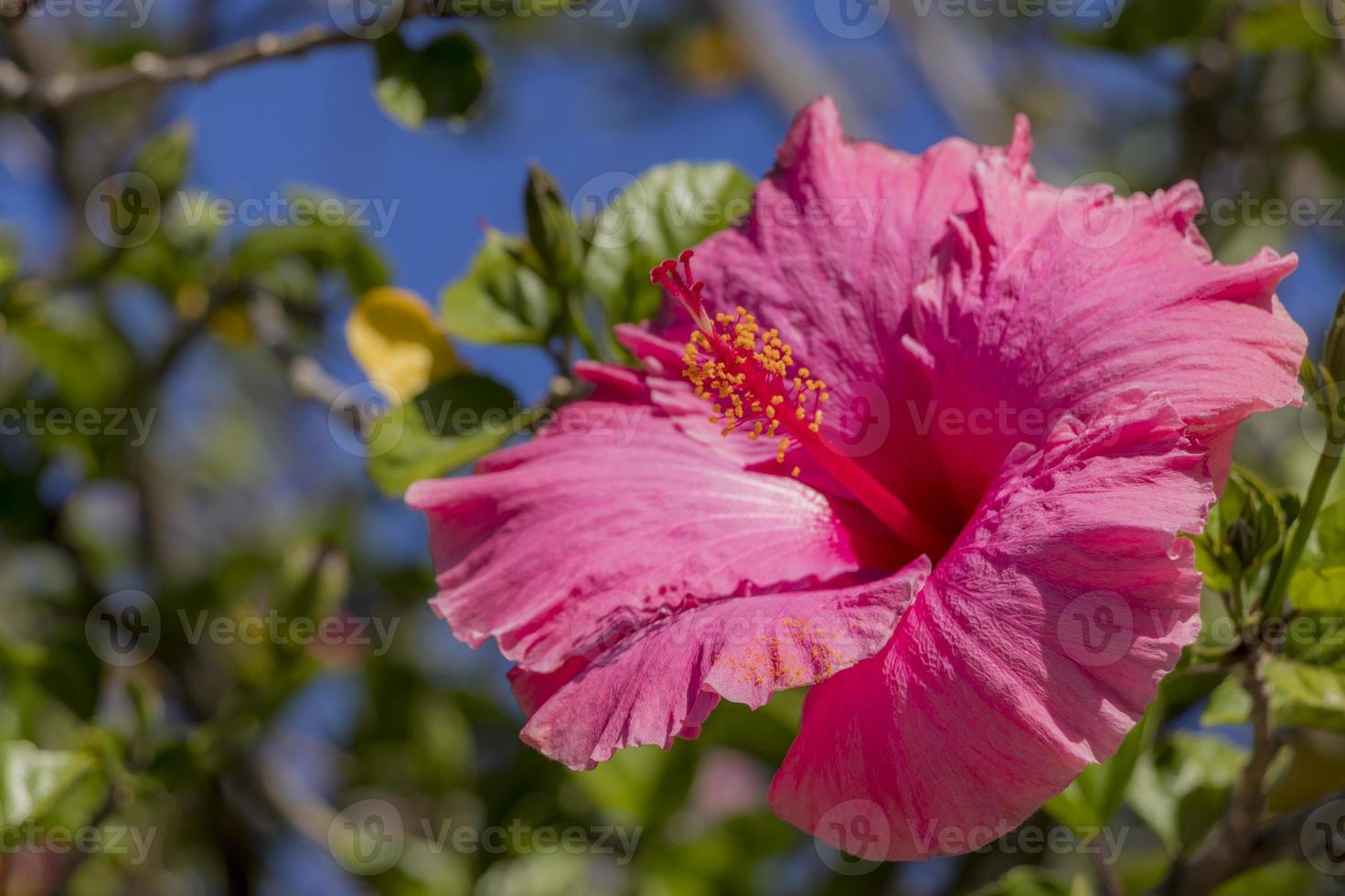 Hibiscus with pink flowers from Cape Town in South Africa. photo