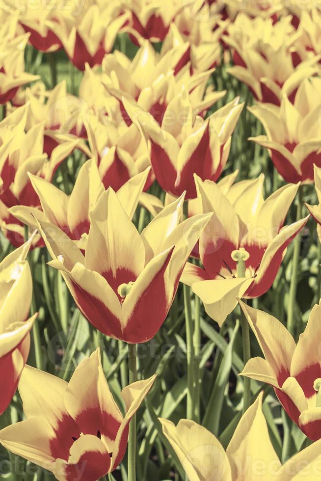 Many colorful tulips daffodils in Keukenhof park Lisse Holland Netherlands. photo