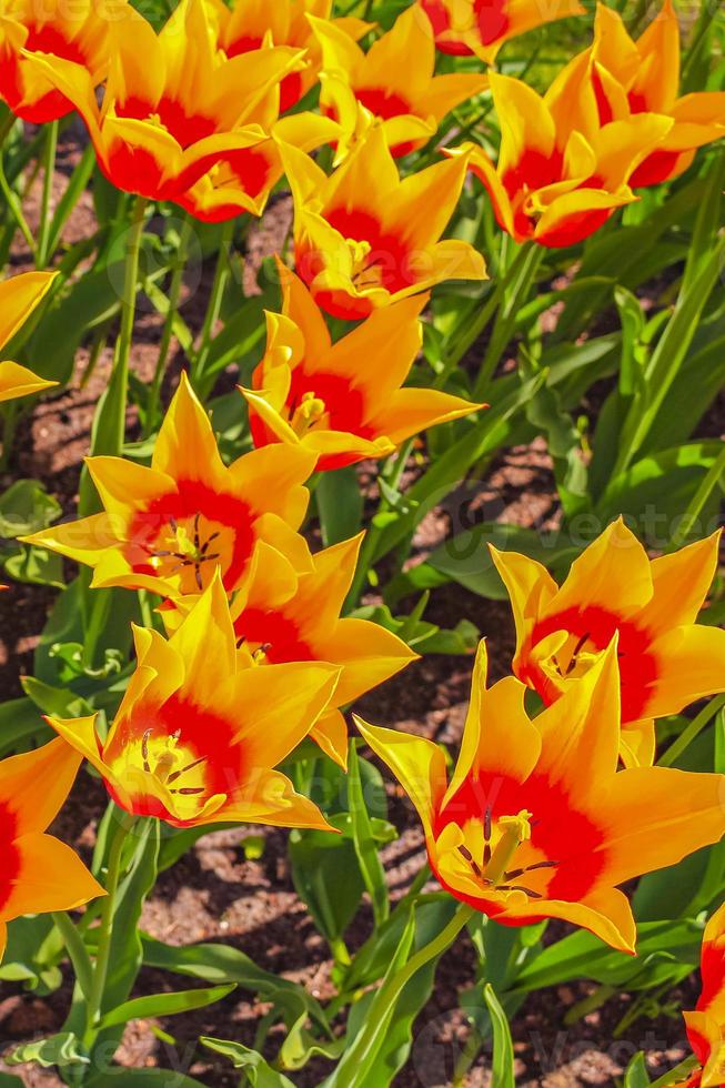 muchos coloridos tulipanes narcisos en el parque keukenhof lisse holanda países bajos. foto