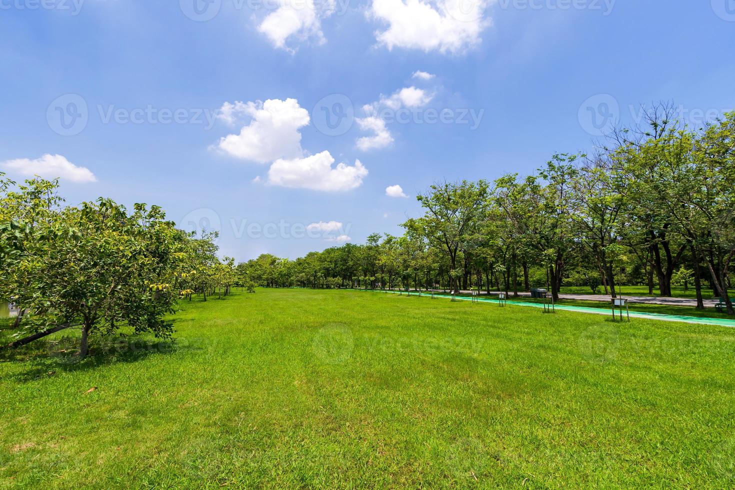 árbol verde en un hermoso parque jardín bajo un cielo azul foto