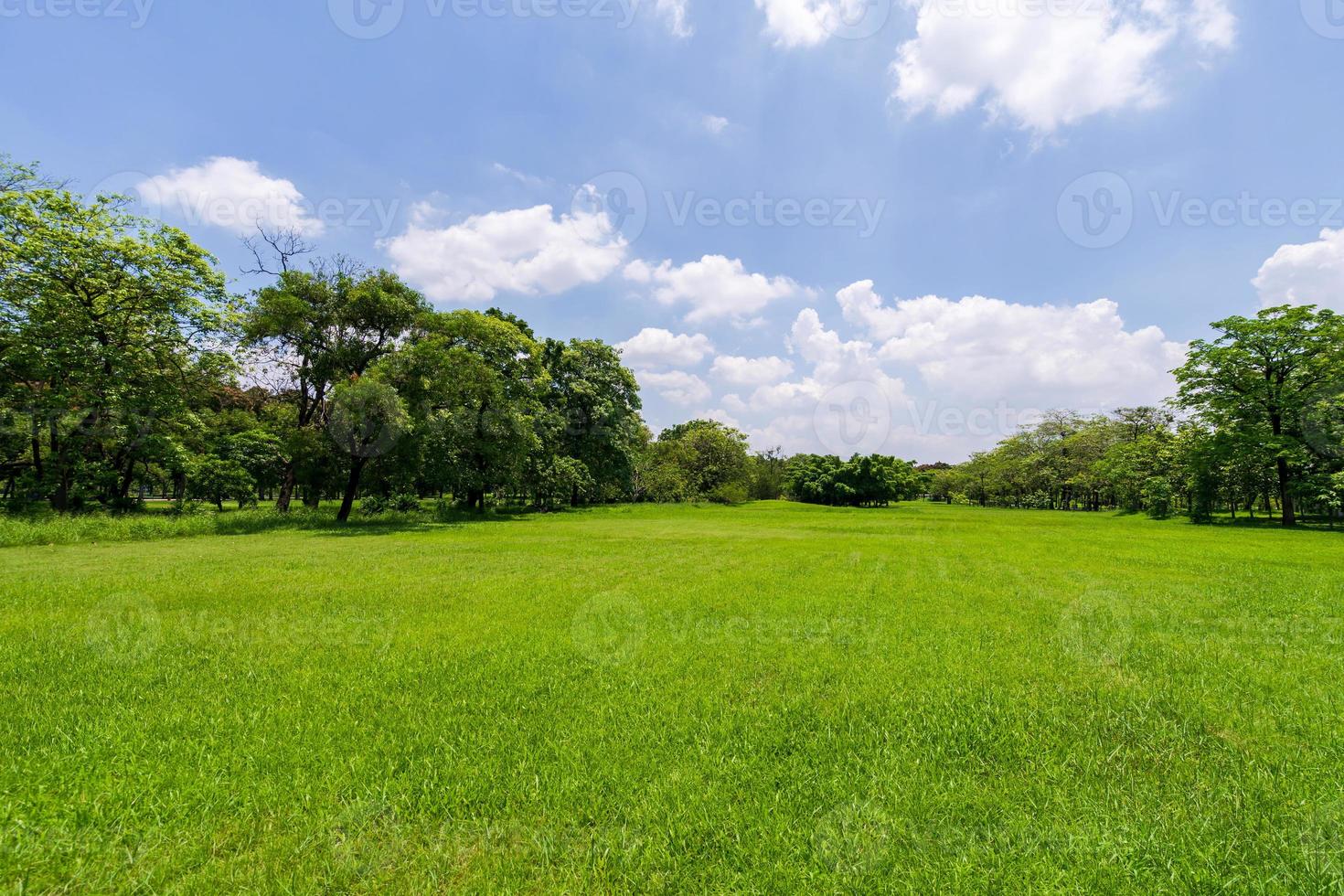 árbol verde en un hermoso parque jardín bajo un cielo azul foto