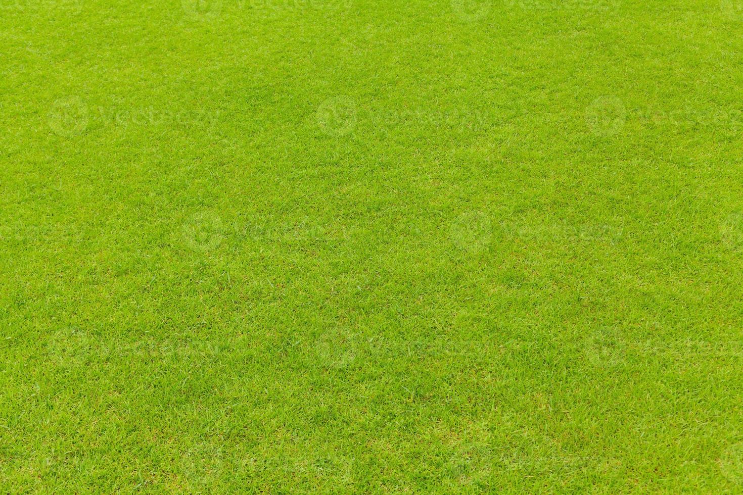 Green grass texture background photo
