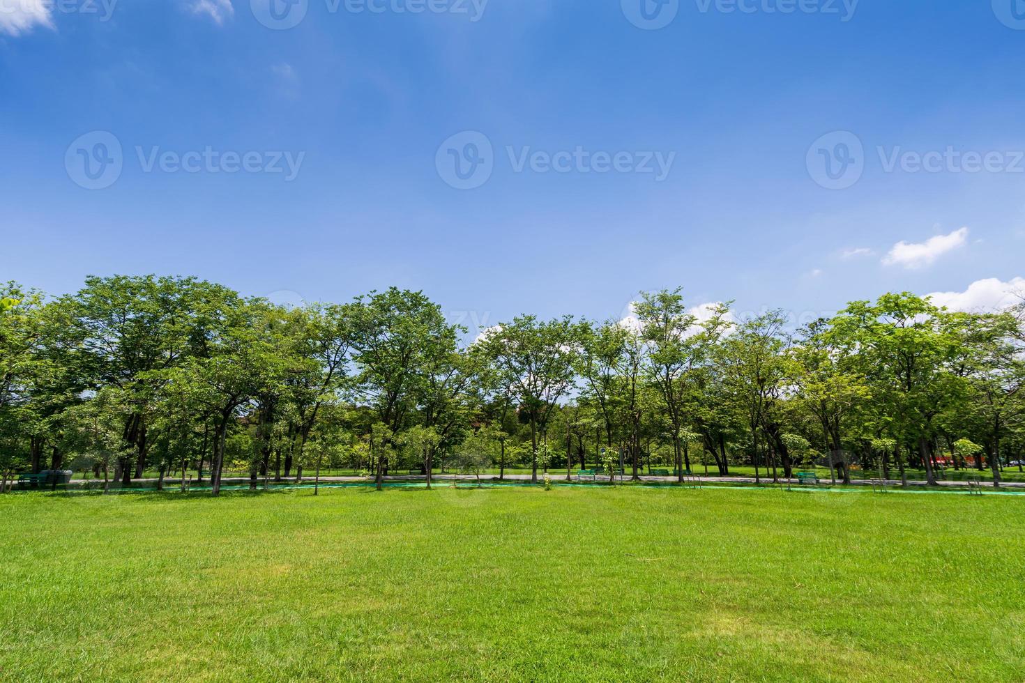 árbol verde en un hermoso parque jardín bajo un cielo azul foto