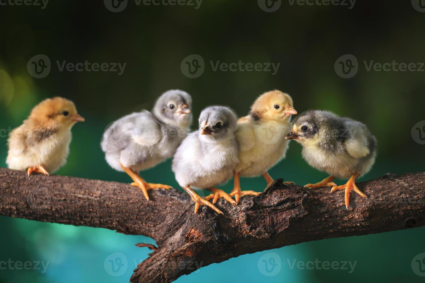 grupo de lindos pollitos en las ramas del árbol foto