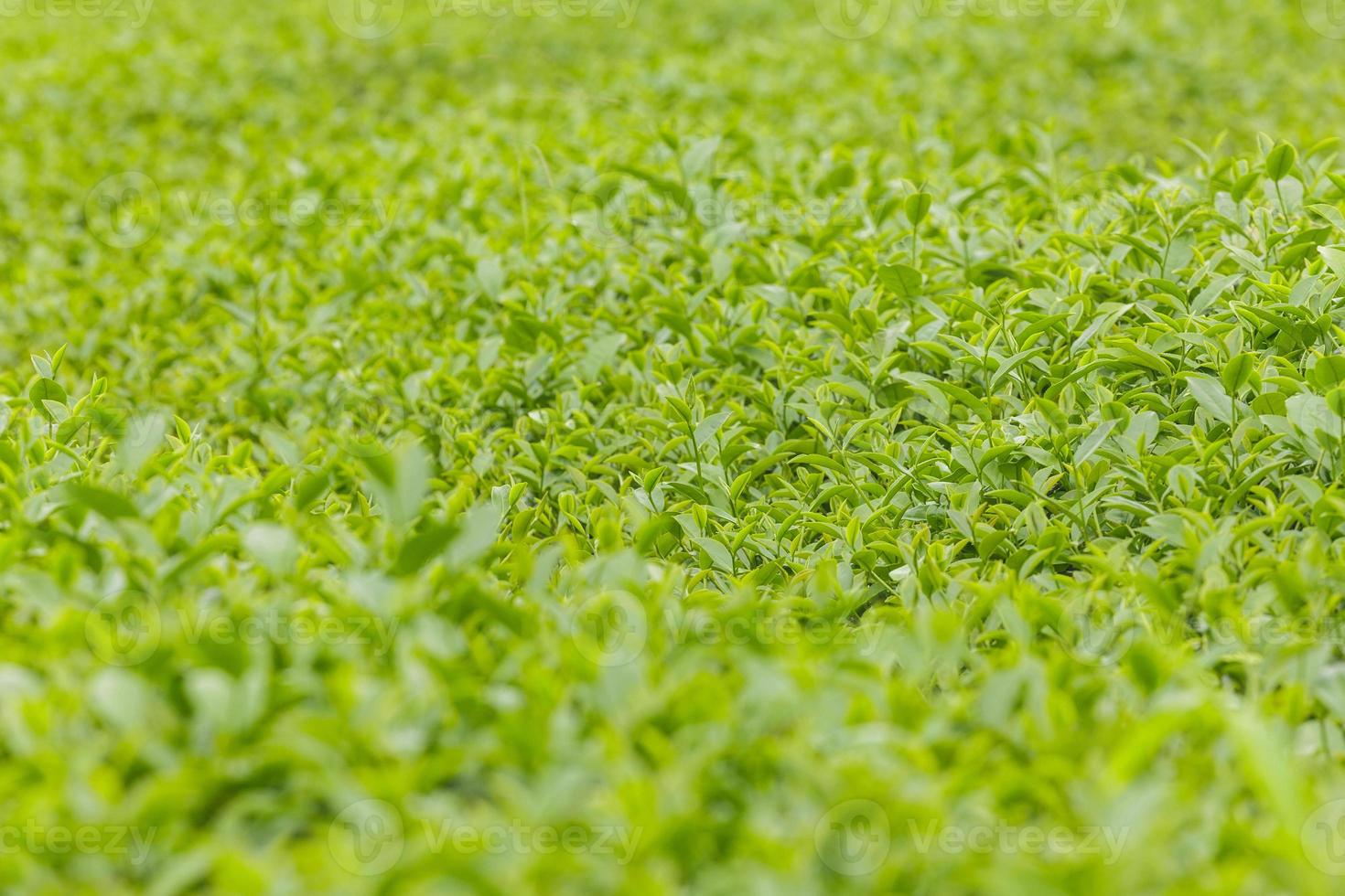 hojas de té verde fresco en una plantación de té foto