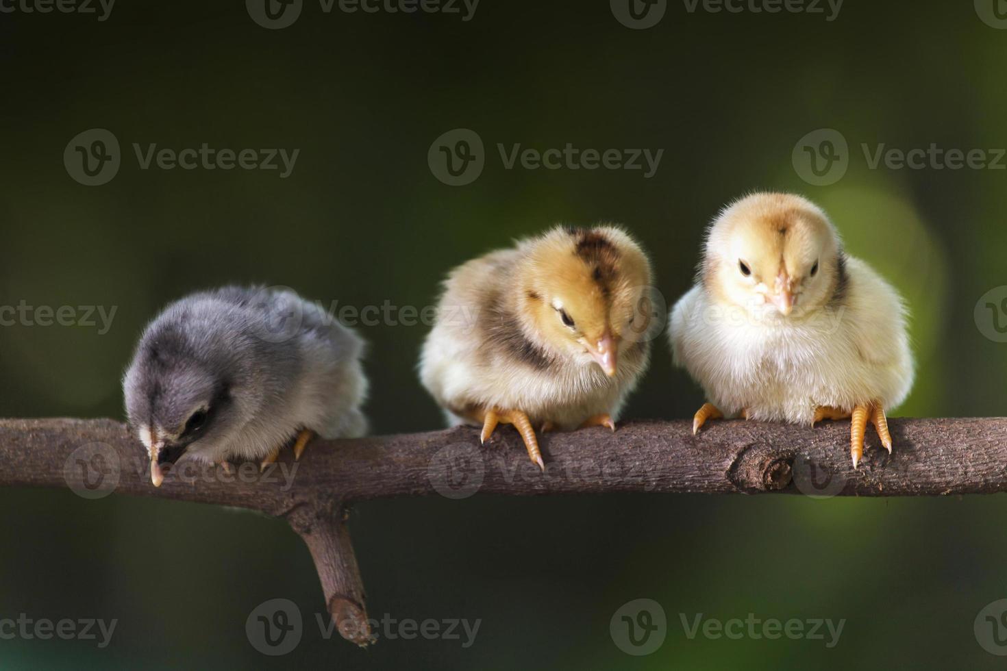 Group of cute chicks on the branches of the tree photo