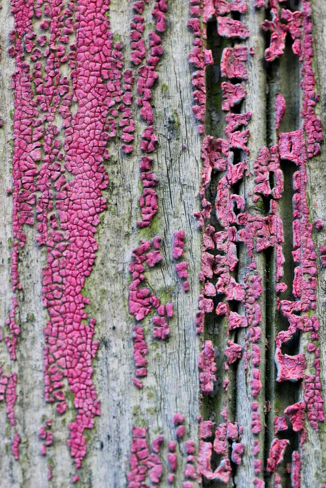 Fondo de textura de puerta de madera vieja foto