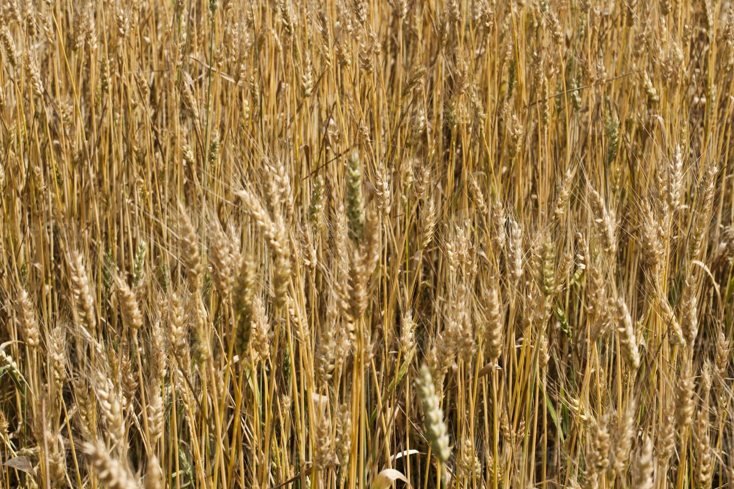 campo de trigo foto