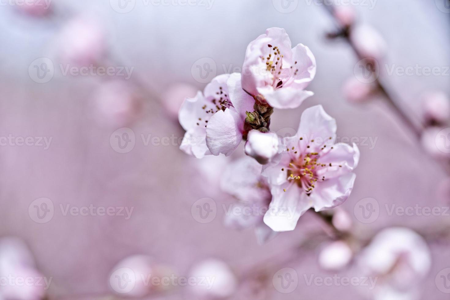 Spring blossoms, pink peach flowers. photo