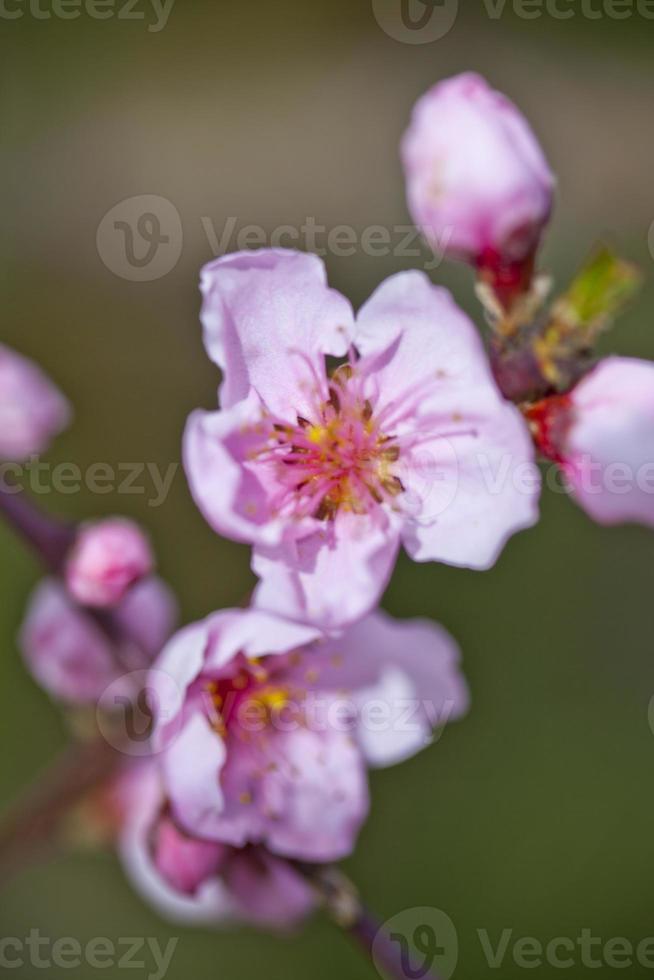 Spring blossoms, pink peach flowers photo