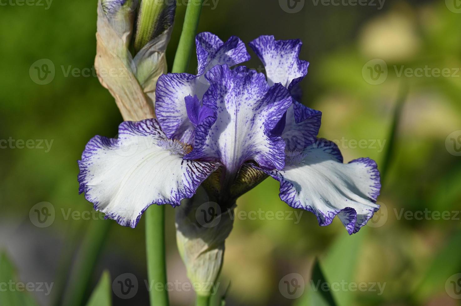 Variegated large-flowered iris flower blossom photo