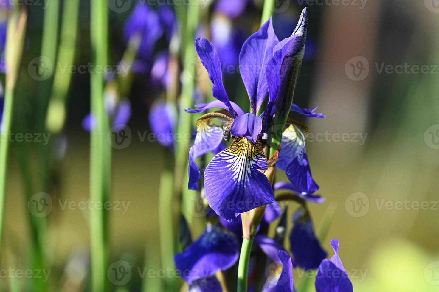 Bright blue small-flowered irises photo