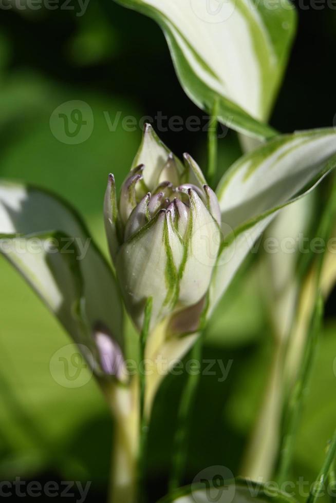 Bud of a perennial ornamental plant photo