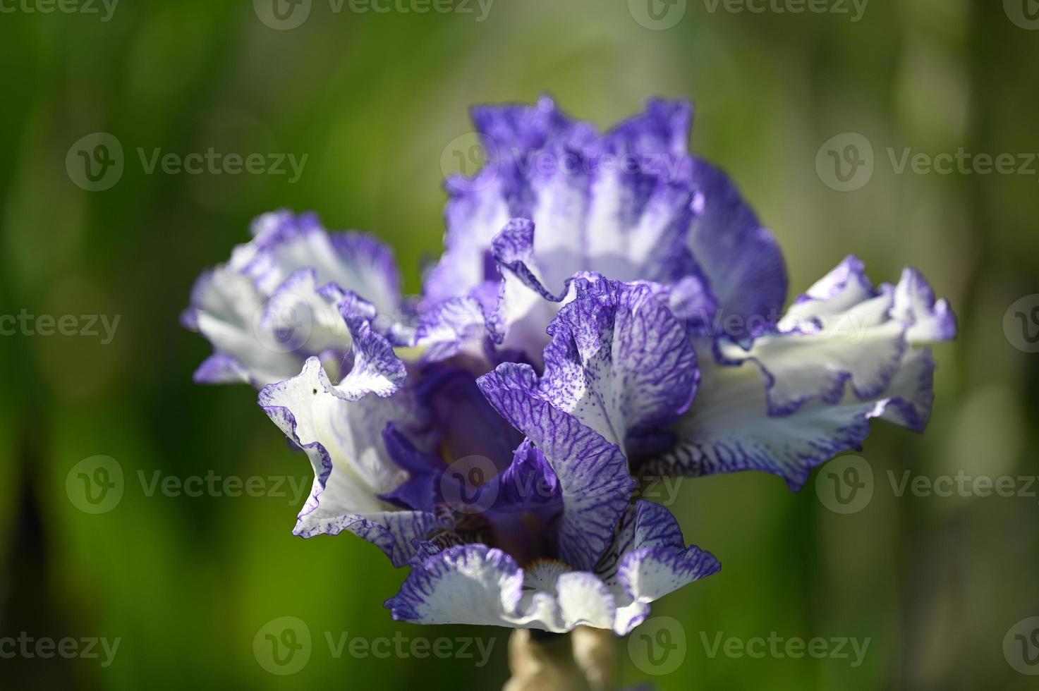 Variegated large-flowered iris flower blossom photo