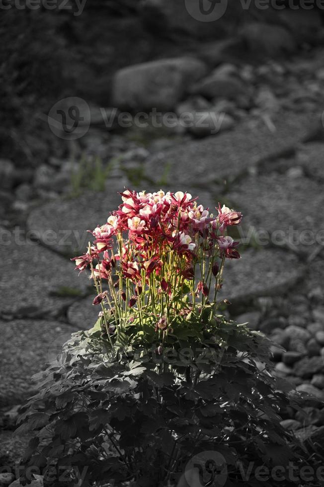 Perennial flower stump at the trail photo