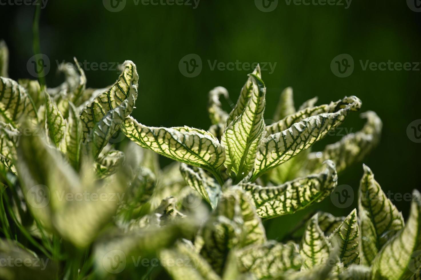 hojas abigarradas de una planta perenne del parque foto