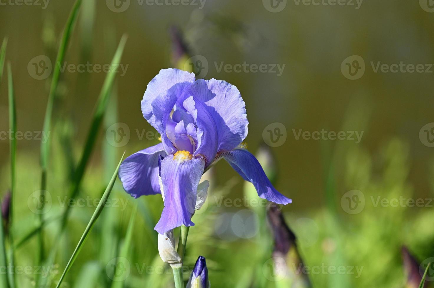 Light blue large-flowered iris flower blossom photo