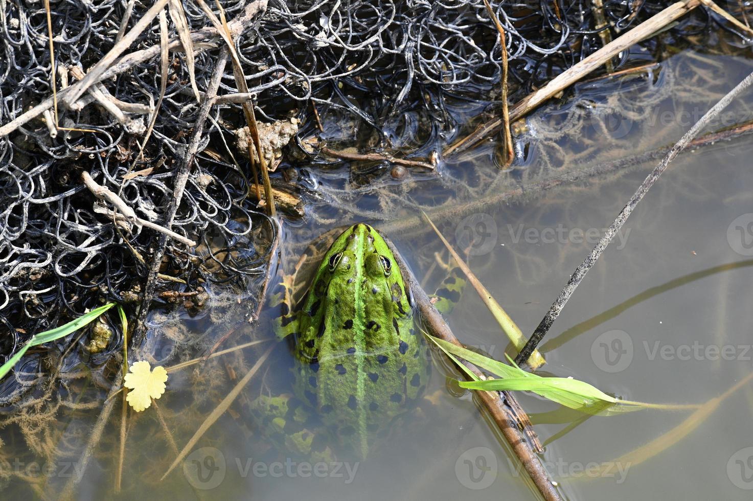 A large green frog by the shore photo