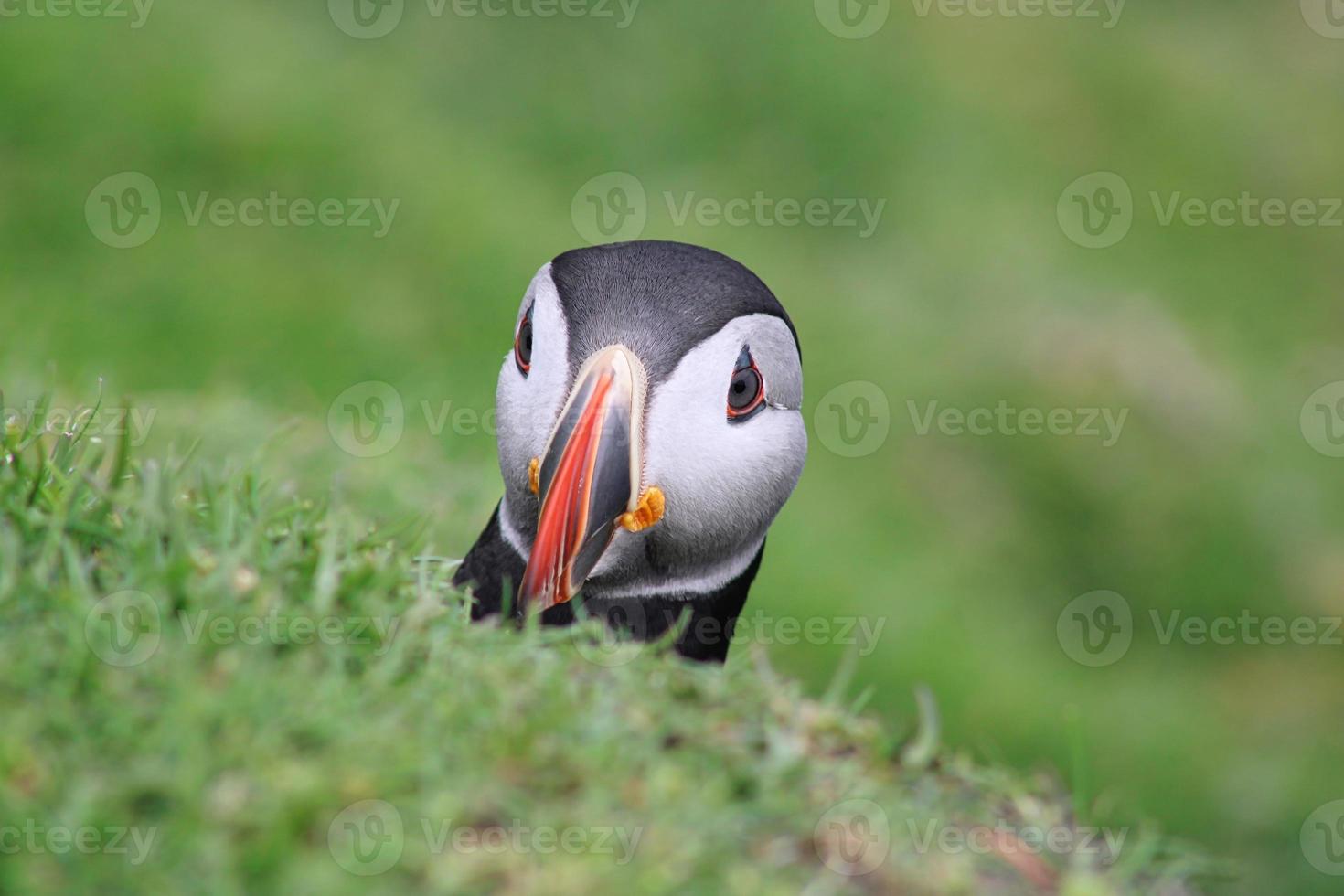 Retrato de un frailecillo en mykines en las islas Feroe foto