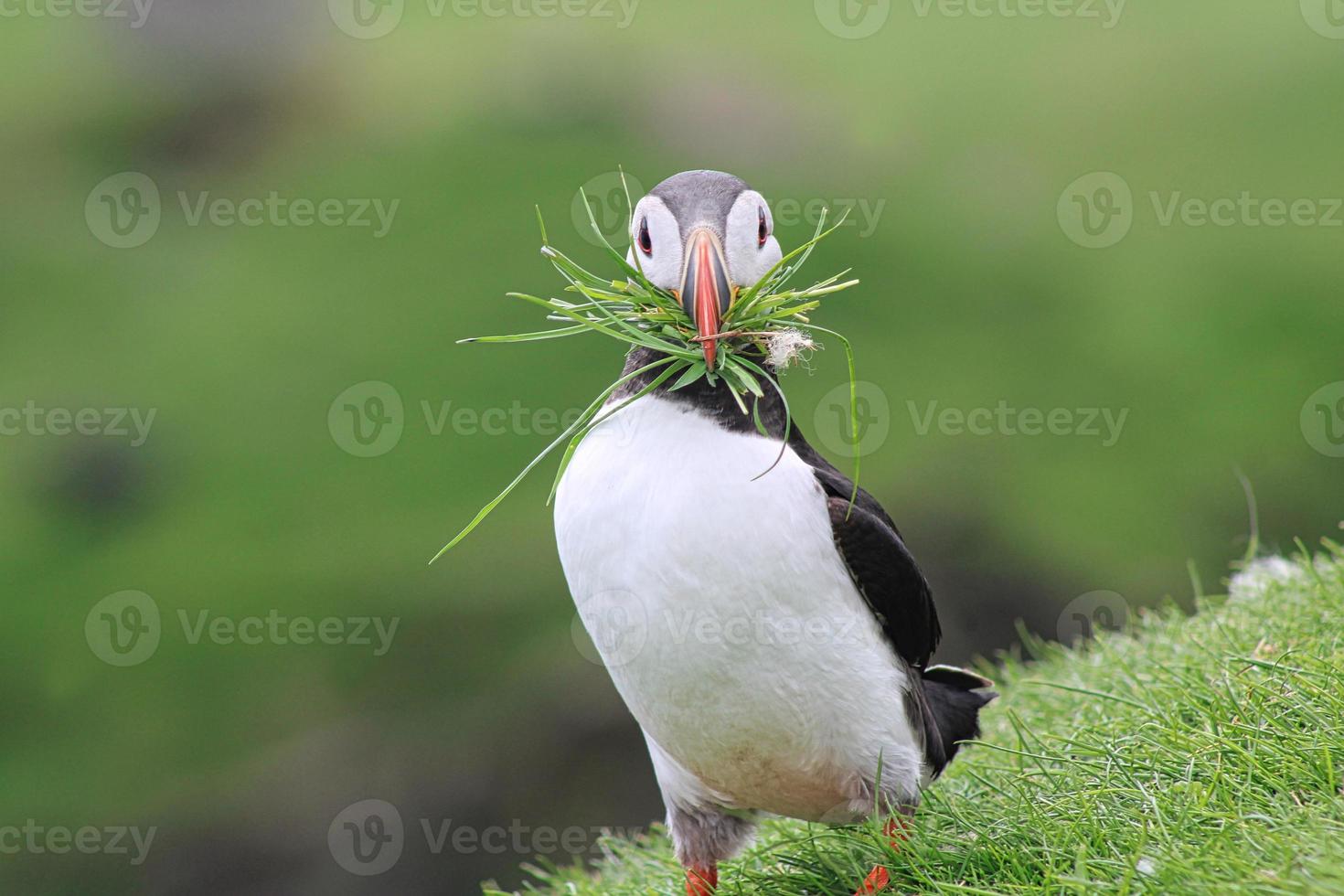 Puffin with grass on Mykines on Faroe Islands photo